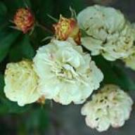 Rose Baby Alberic Foto Vierl&auml;nder Rosenhof