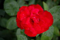 Rose Bad F&uuml;ssing Foto Wikipedia