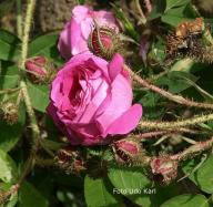Moosrose Baron de Wassenaer Foto Christine Meile