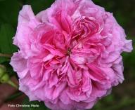Rose Belle Helene Foto Christine Meile