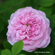 Rose Belle Virginie Foto Christine  Meile
