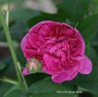 Rose Belle de Yebles Foto Christine Meile