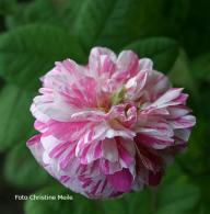 Rose Belle des Jardins Foto Christine Meile