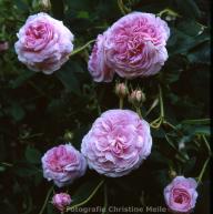 Belle sans Flatterie Foto Christine Meile