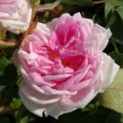 Rose Blairy No 2 Foto Vierl&auml;nder Rosenhof