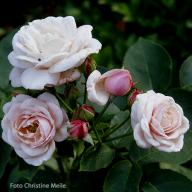 Rose Mlle Blanche Lafitte Foto Christine Meile