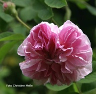 Rose Blush Hip Foto Christine Meile