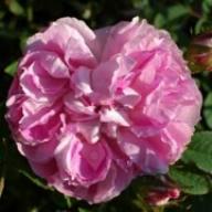 Rose Blush Damask Foto Vierl&auml;nder Rosenhof