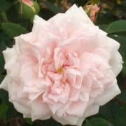 Rose Breeze Hill Foto Vierl&auml;nder Rosenhof