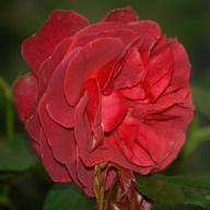 Rose Brown Velvet Foto Vierl&auml;nder Rosenhof