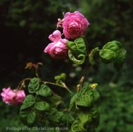 Rose Bullata Foto Christine Meile
