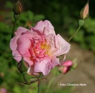 Rose Captain Phillip Green Foto Christine Meile
