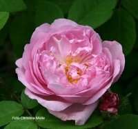 Moosrose Catherine de W&uuml;rttemberg Foto Christine Meile