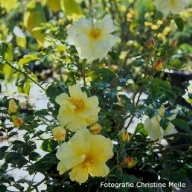 Rose Celina Foto Christine Meile