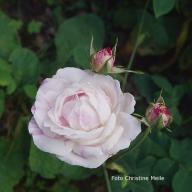Rose Chateau de Namur Foto Christine Meile