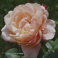 Rose Chateau de Vaumarcus Foto Christine  Meile