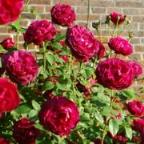 Rose Chianti Foto Vierl&auml;nder Rosenhof