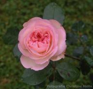 Rose Christian Schultheis Foto Christine Meile