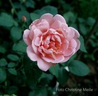 Rose Christine Wright Foto Christine Meile