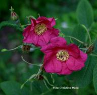 Rose Cibles Foto Christine Meile