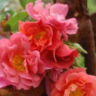 Rose Cinco de Mayo Foto Vierl&auml;nder Rosenhof