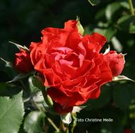Rose City of Belfast Foto Christine Meile