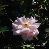 Rose City of London Foto Christine Meile