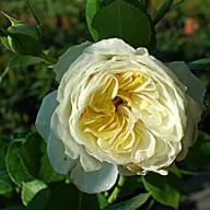 Rose Clarence House Foto Vierl&auml;nder Rosenhof