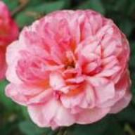 Rose Clementina Carbonieri Foto Vierl&auml;nder Rosenhof