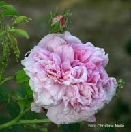 Rose Colmella Foto Christine Meile