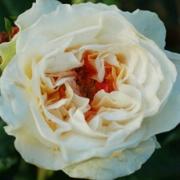 Rose Comtessa Foto Vierl&auml;nder