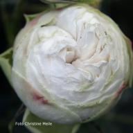 Rose Coquette des Blanches Foto Christine Meile