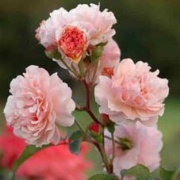 Rose Cornelia Foto Vierl&auml;nder Rosenhof