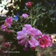 Rose Crema e Lila Foto Christine Meile