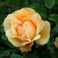 Rose Crepuscule Foto Vierl&auml;nder Rosenhof