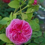 Moosrose  Crested Sweetheart Foto Vierl&auml;nder Rosenhof