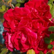 Rose Crimson Shower Foto Vierl&auml;nder Rosenhof