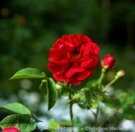 Rose D`Aguesseau Foto Christine Meile