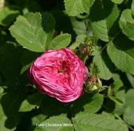 Rose Delambre Foto Christine Meile