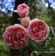 Rose Die sch&ouml;ne T&ouml;lzerin Foto Christine Meile