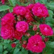 Rose Dinky Foto Vierl&auml;nder Rosenhof