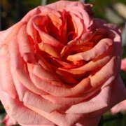 Rose Dixieland Linda Foto Vierl&auml;nder Rosenhof