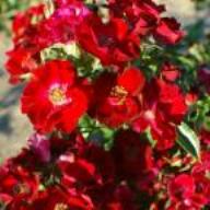 Rose Dracula Foto Vierl&auml;nder Rosenhof
