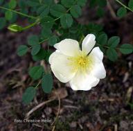 Dunwich Rose Foto Christine Meile