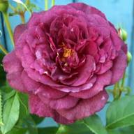 Rose Ebb Tide Foto Vierl&auml;nder Rosenhof
