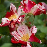Rose Ecole de Barbizon Foto Vierl&auml;nder Rosenhof