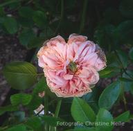 Rose Edmond Proust Foto Christine Meile