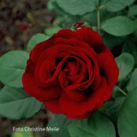 Rose Empereur du Maroc Foto Christine Meile