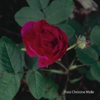Rose Eugene F&uuml;rst Foto Christine Meile