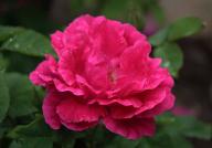 Rose Ferdinand de Lesseps Foto R&ouml;sch